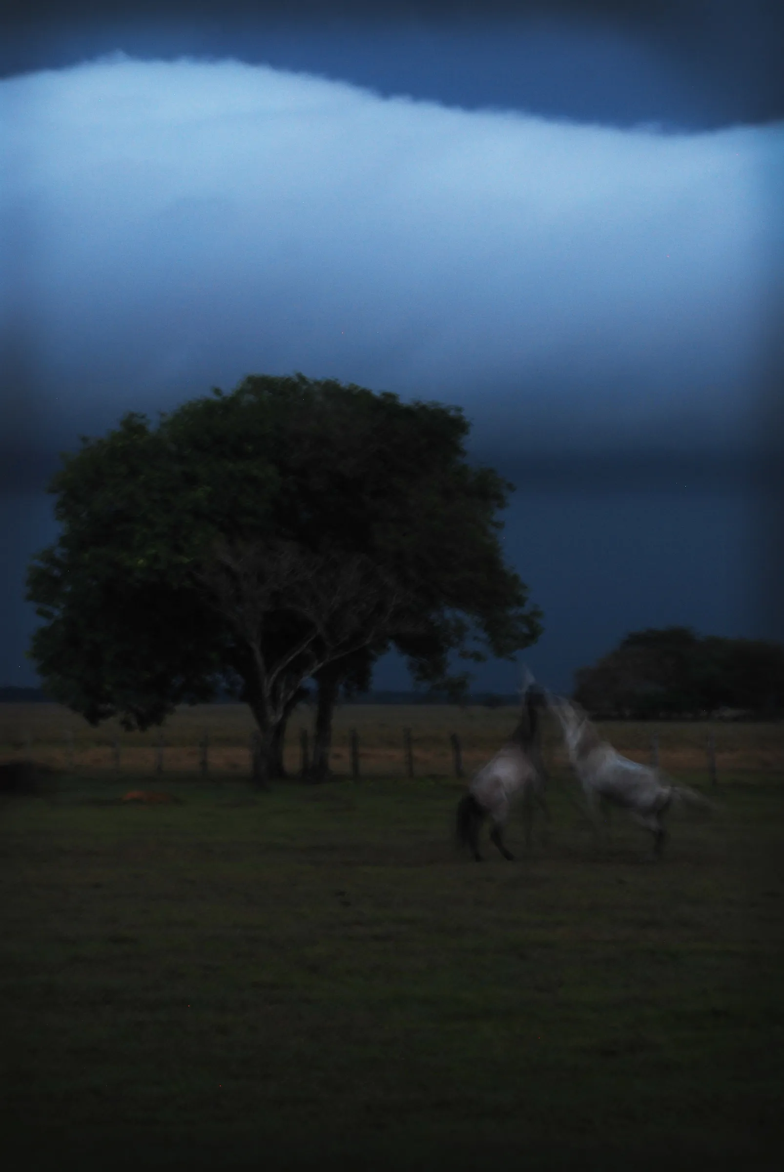 Caballos Bajo La Tormenta