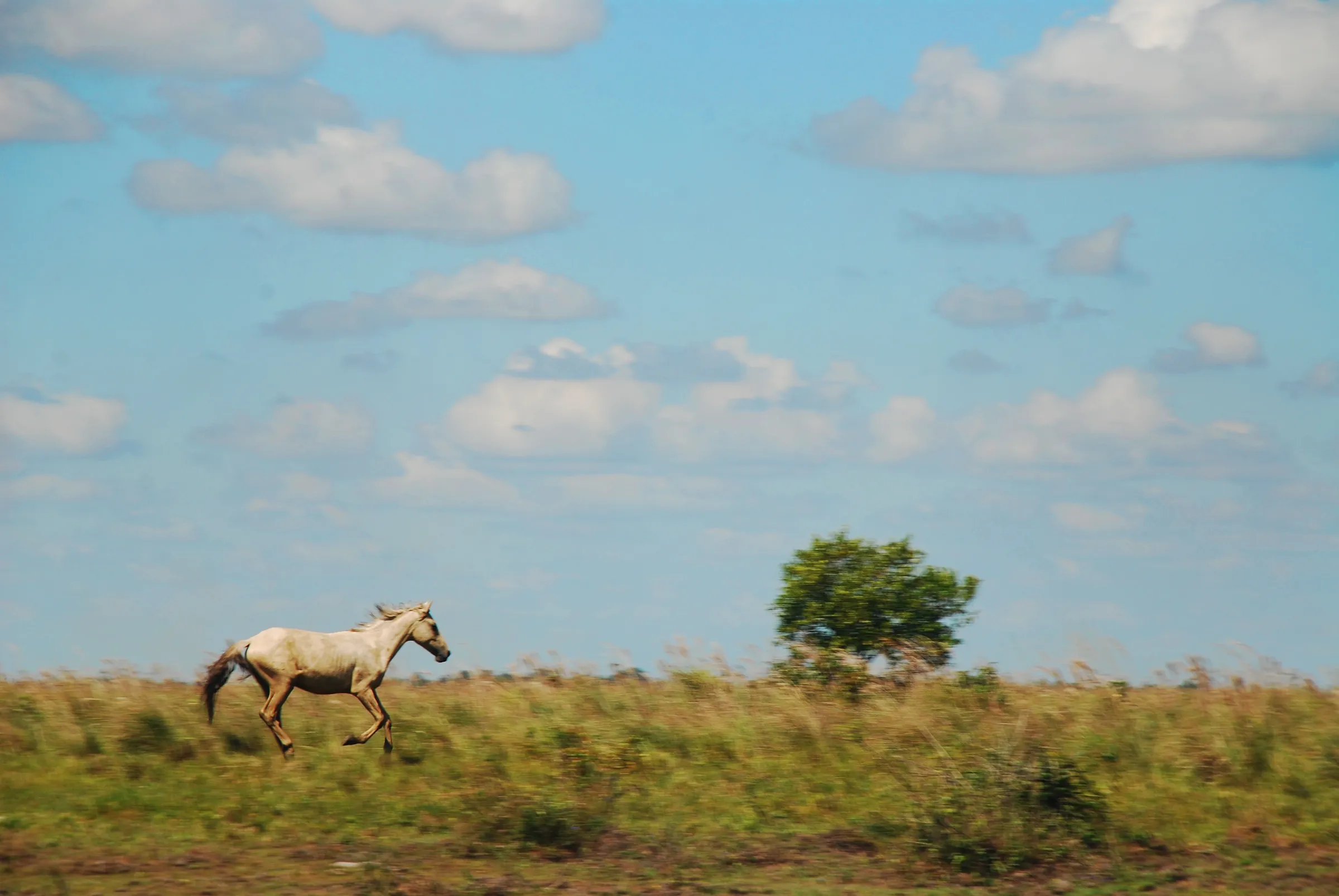 Galope En El Llano