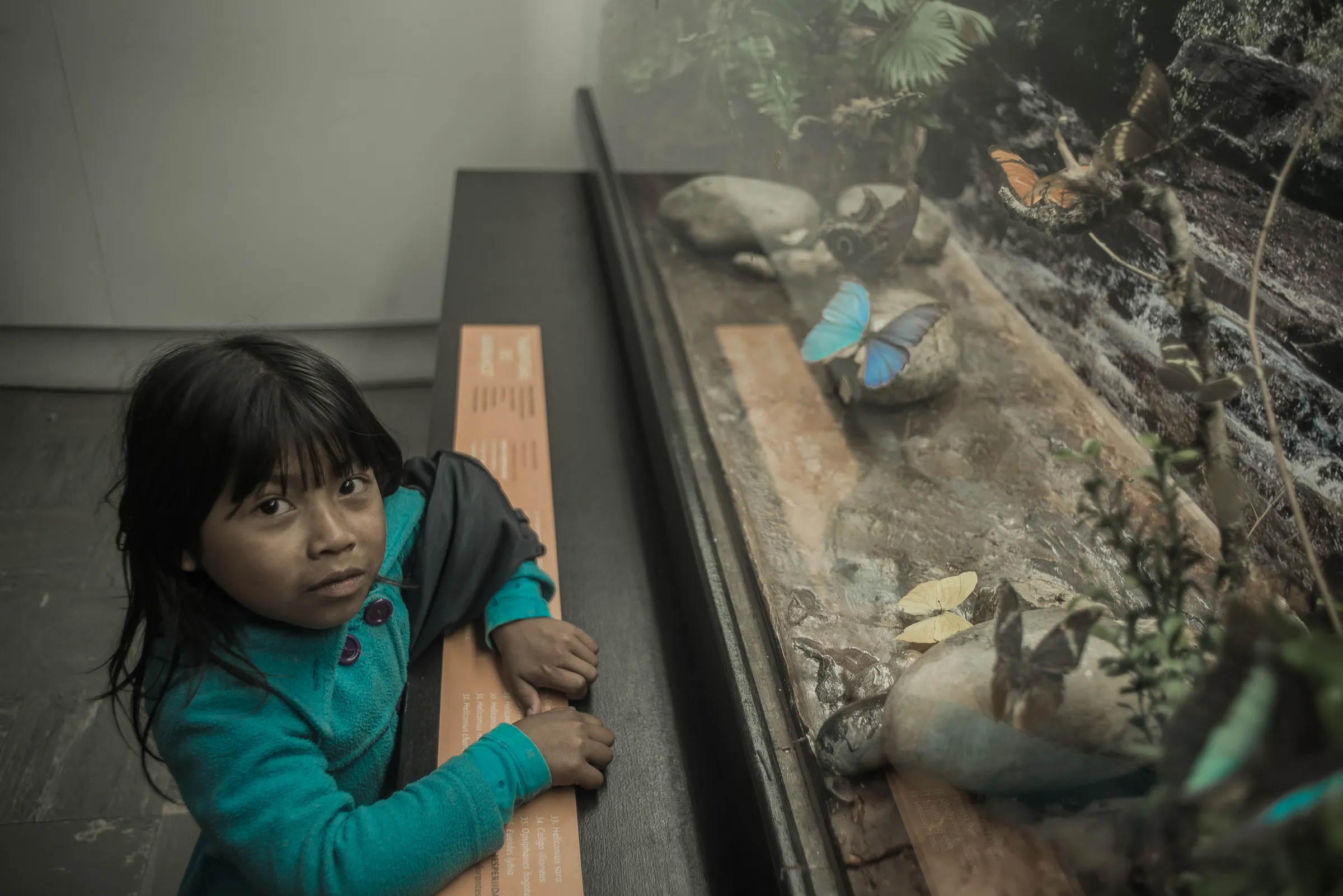 Niña y Mariposa Azul